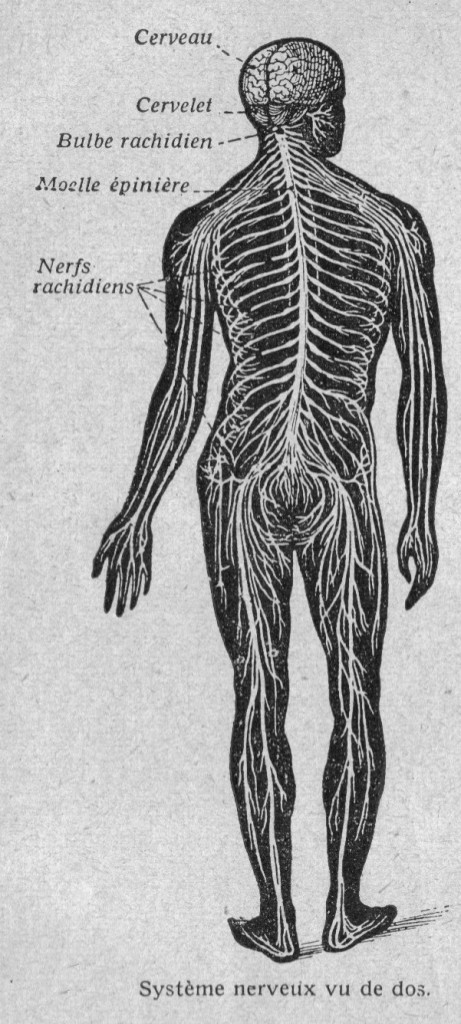 Image (118) - Systeme nerveux chez l Homme (vue de dos)