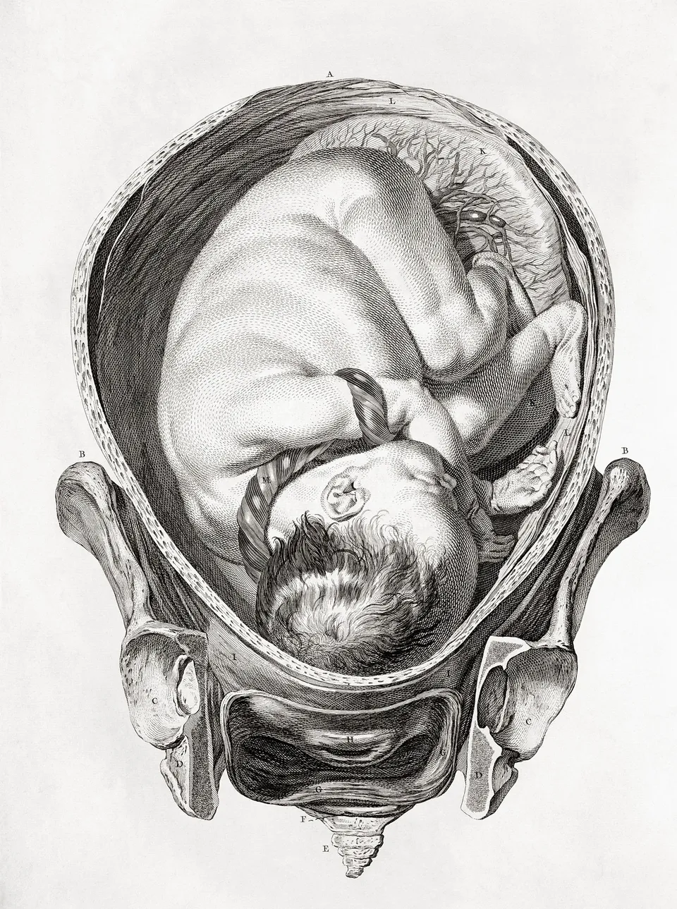 anatomy_human_1425x1913_wallpa_1425x1913_4knowledgehi-com