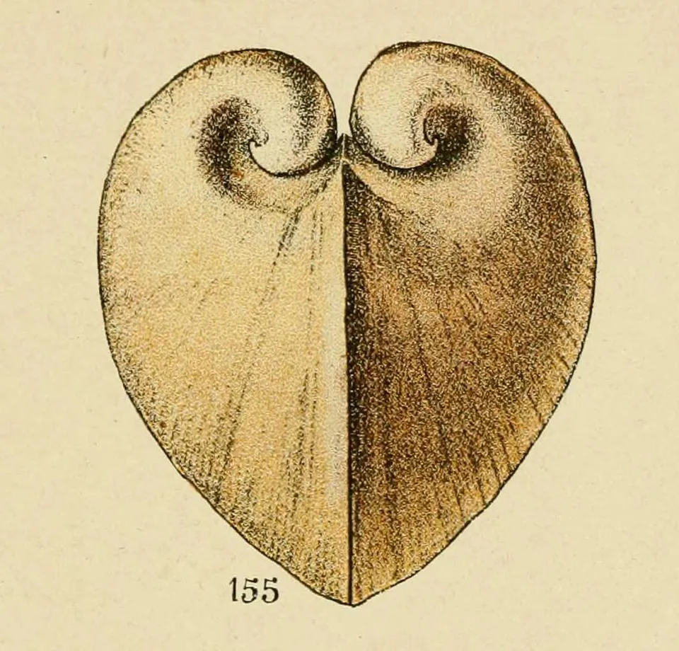 gravure_de_coquillage_-_isocardis_cor_-_cyprinides