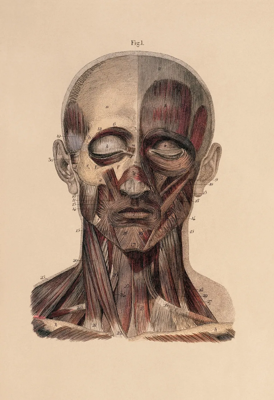 anatomy_human_1313x1913_wallpa_1313x1913_knowledgehi-com