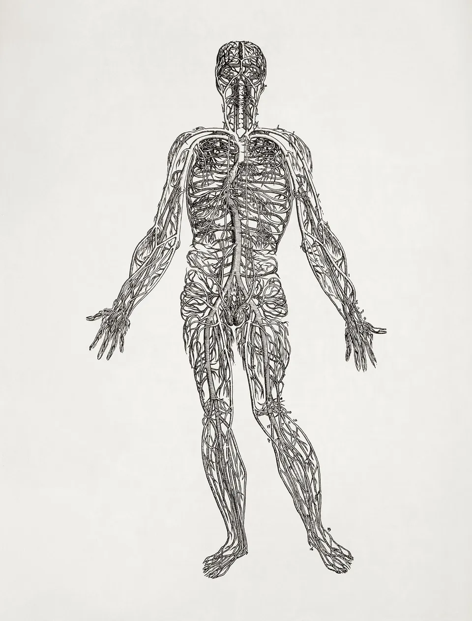 anatomy_human_1425x1875_wallpa_1425x1875_6knowledgehi-com