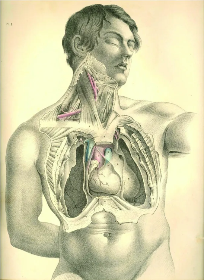 anatomyplate1b