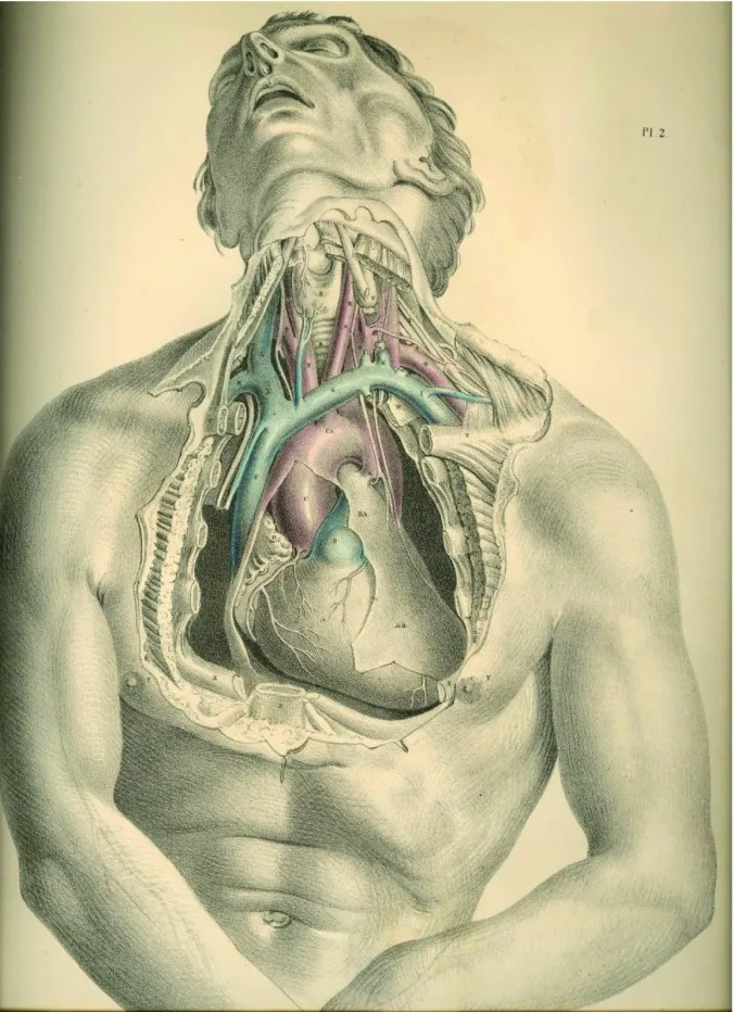 anatomyplate2a