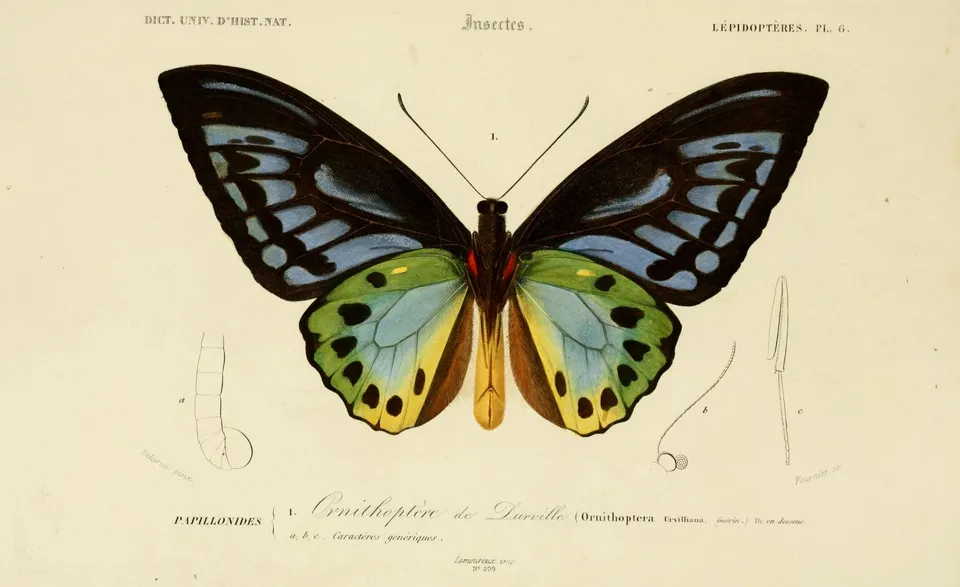 dessin_insectes_0173_papillon_ornithoptere_de_durville_-_ornithoptera_urvilliana