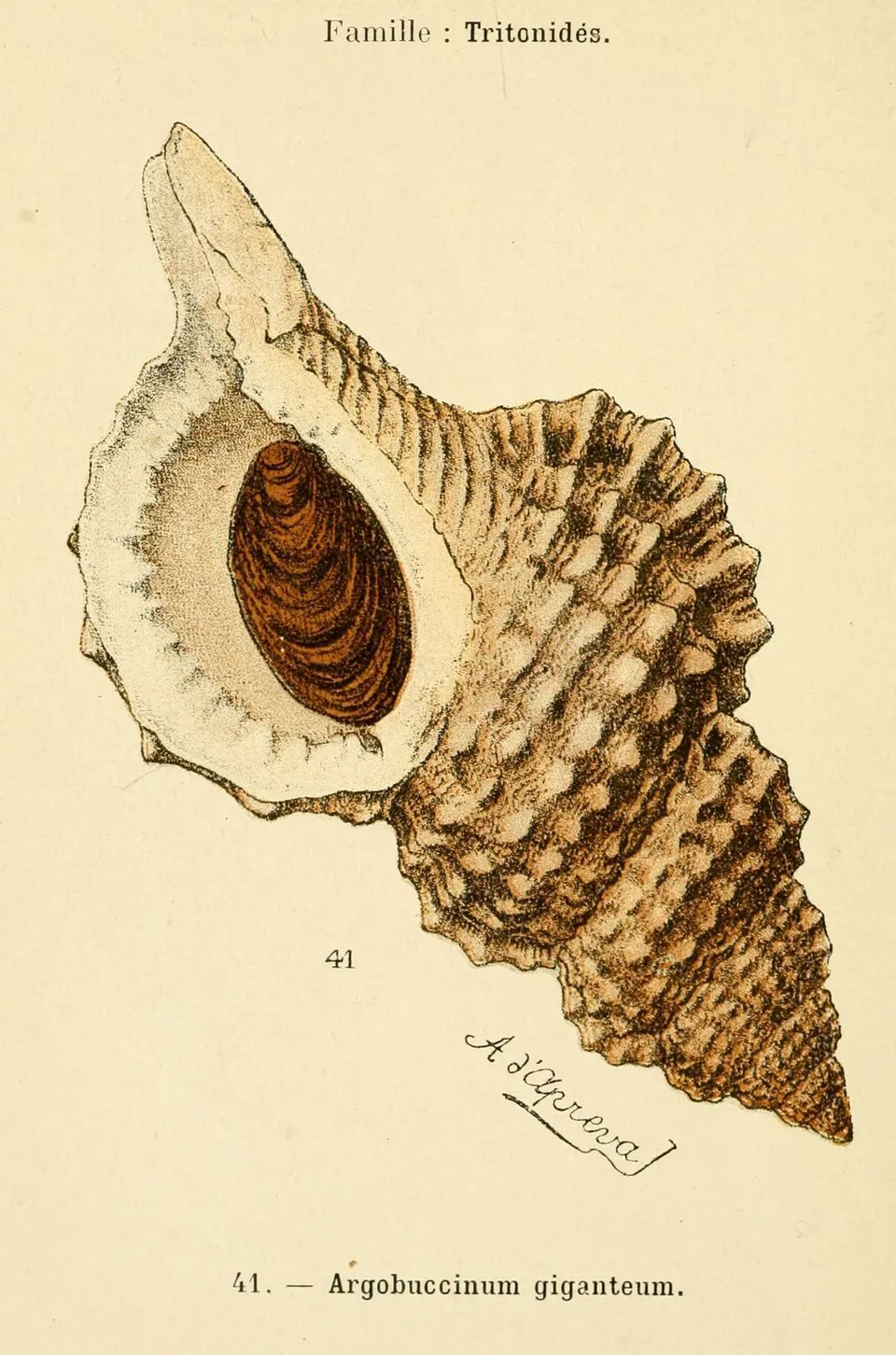 gravure_de_coquillage_-_argobuccinum_giganteum_-_tritonides