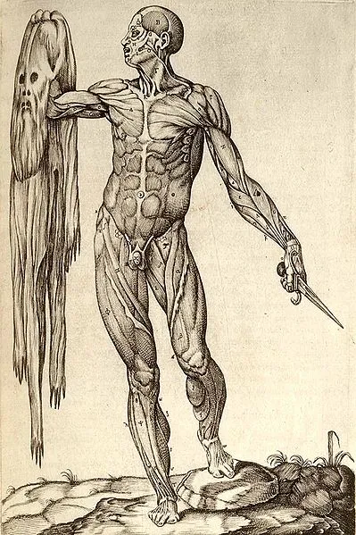 399px-Anatomia_del_corpo_humano