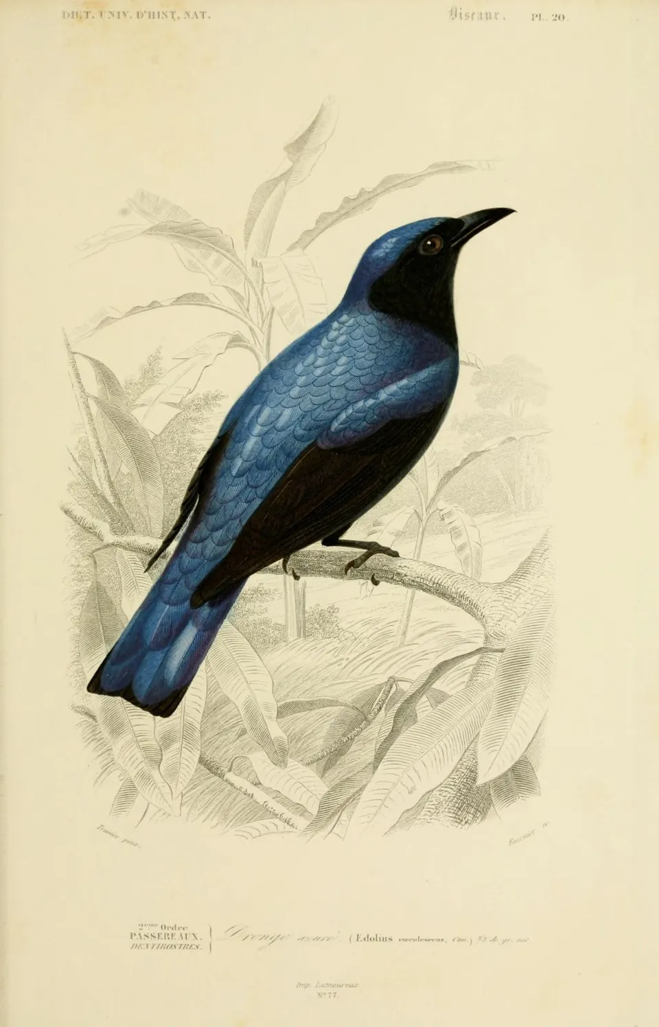 Gravure_oiseau_0183_dronge_azure_-_edolius_caerulescens_-_passereau
