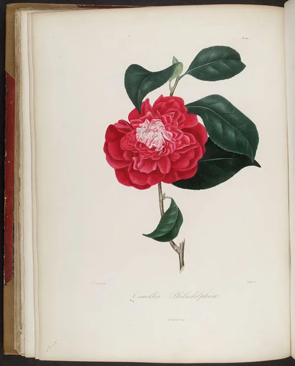 Gravures_belles_fleurs___2253_Camellia_philadelphica