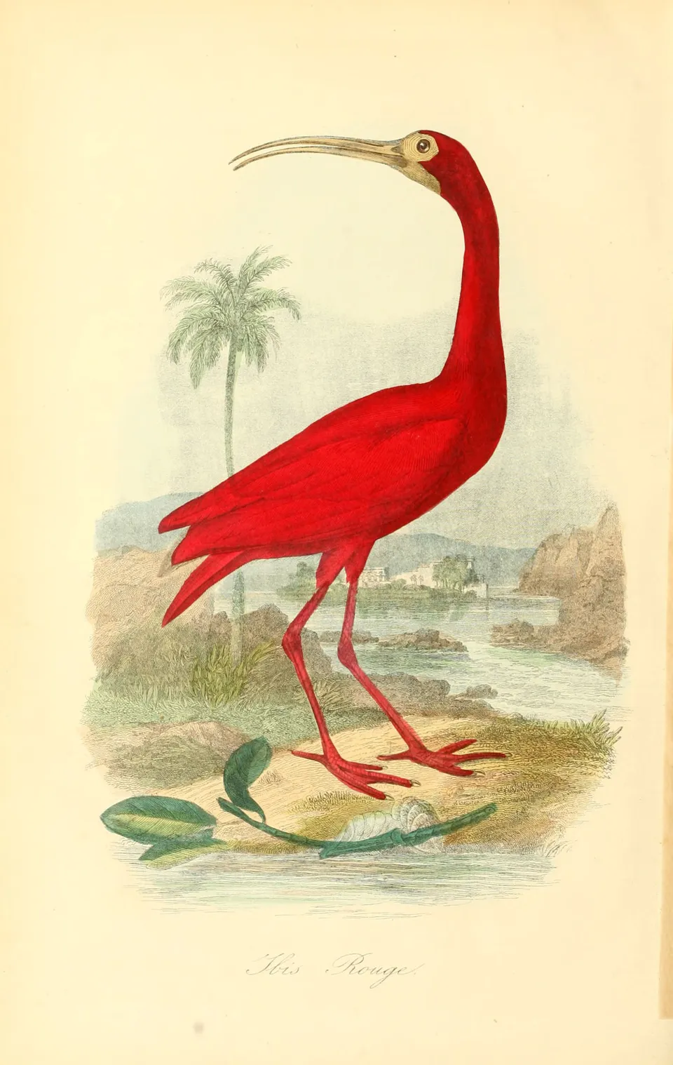 Gravures_couleur_oiseaux_-_470_Ibis_rouge