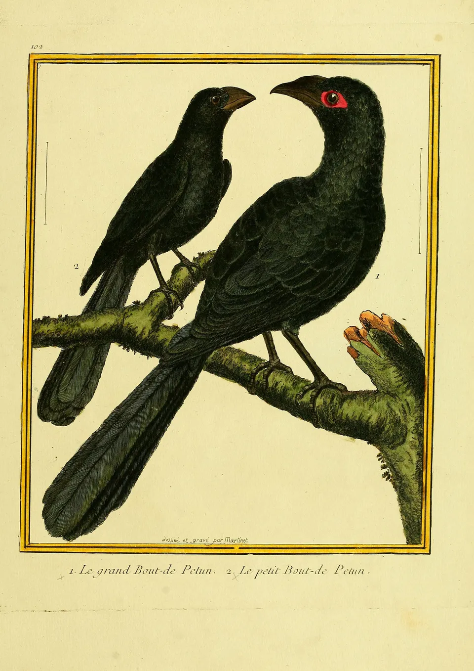 Gravures_oiseaux_Buffon_102_-_petit_bout-de-petun