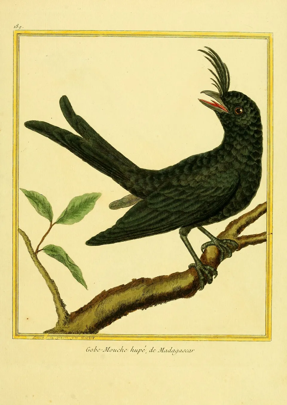 Gravures_oiseaux_Buffon_189_-_gobe-mouche_hupe_de_madagascar