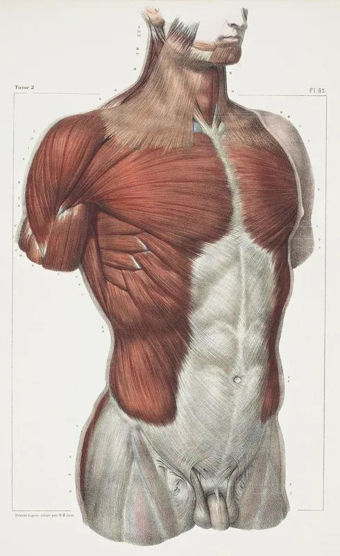 large_Bourgery_1832_muscles_torsotif
