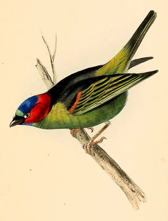 687px-Thraupis_cyanocephala_1841