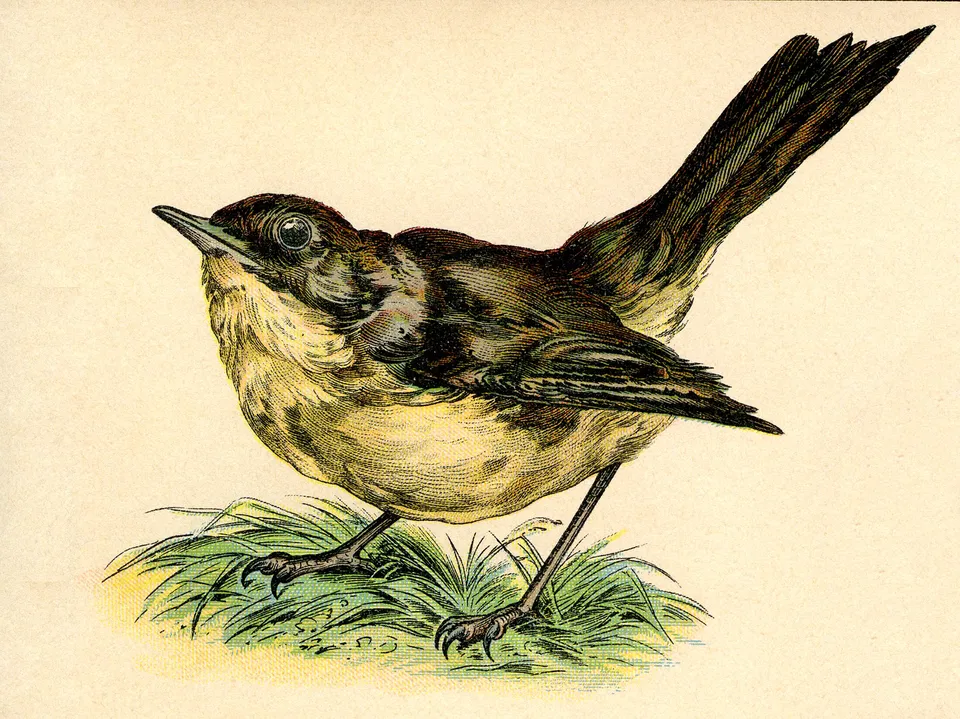 birdbrown+vintage+graphic--graphicsfairy3b