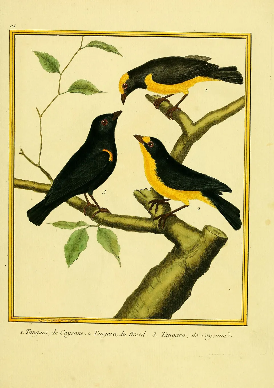 Gravures_oiseaux_Buffon_114_-_tangara_de_cayenne