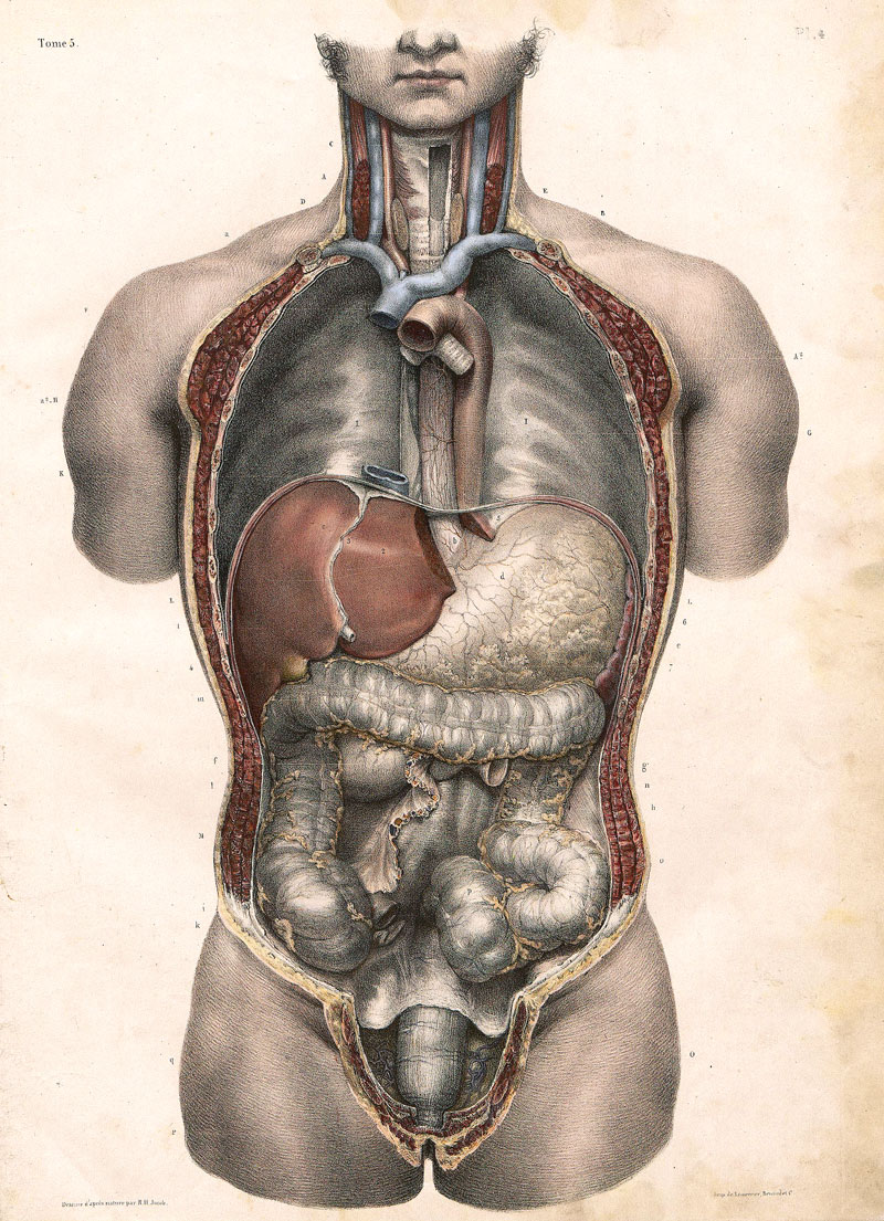 Толстый человек анатомия. Анатомия человека. Органы внутри.